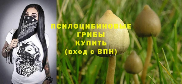 ПСИЛОЦИБИНОВЫЕ ГРИБЫ Новозыбков